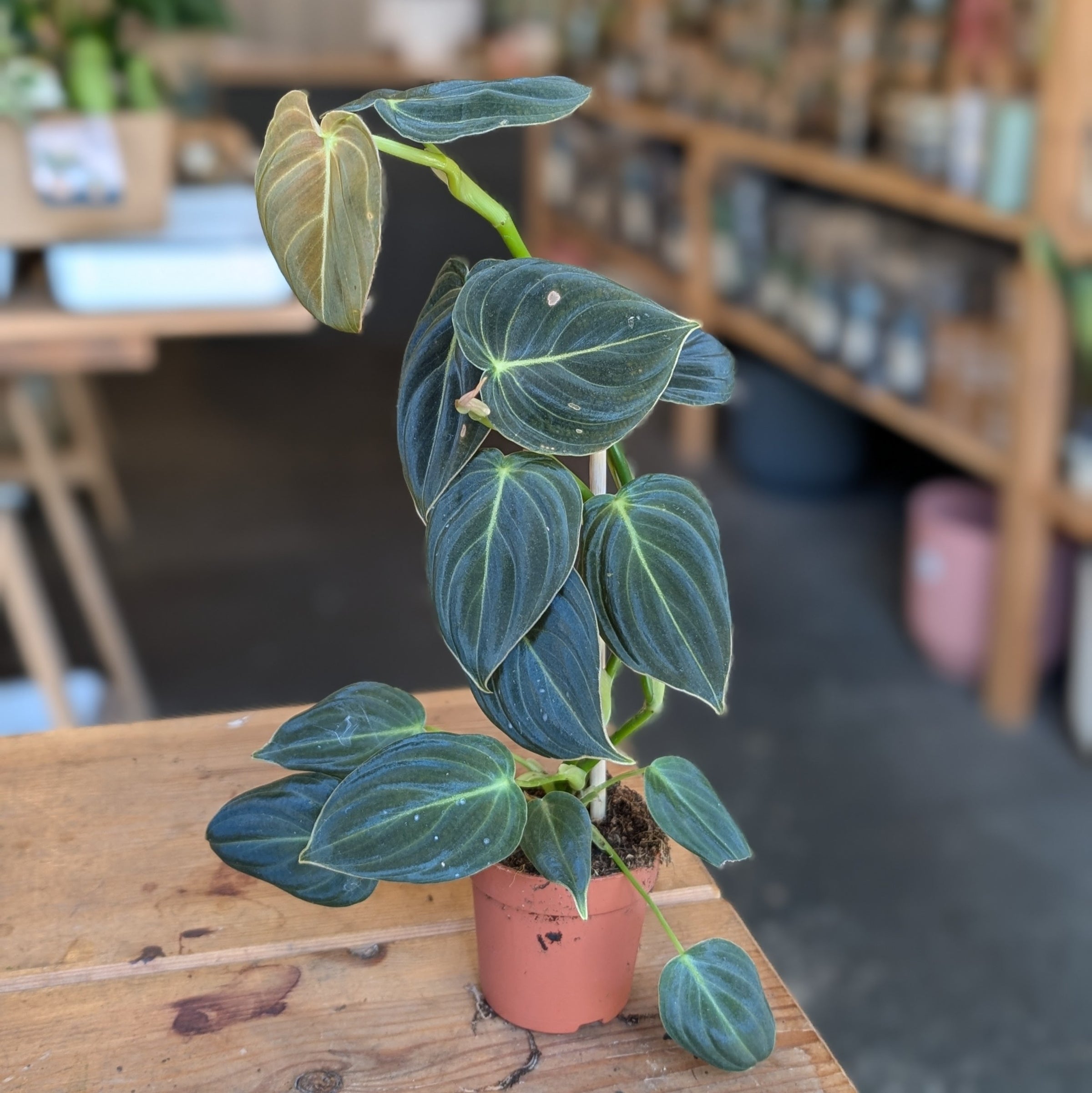 Philodendron Melanochrysum / Black Gold Philodendron