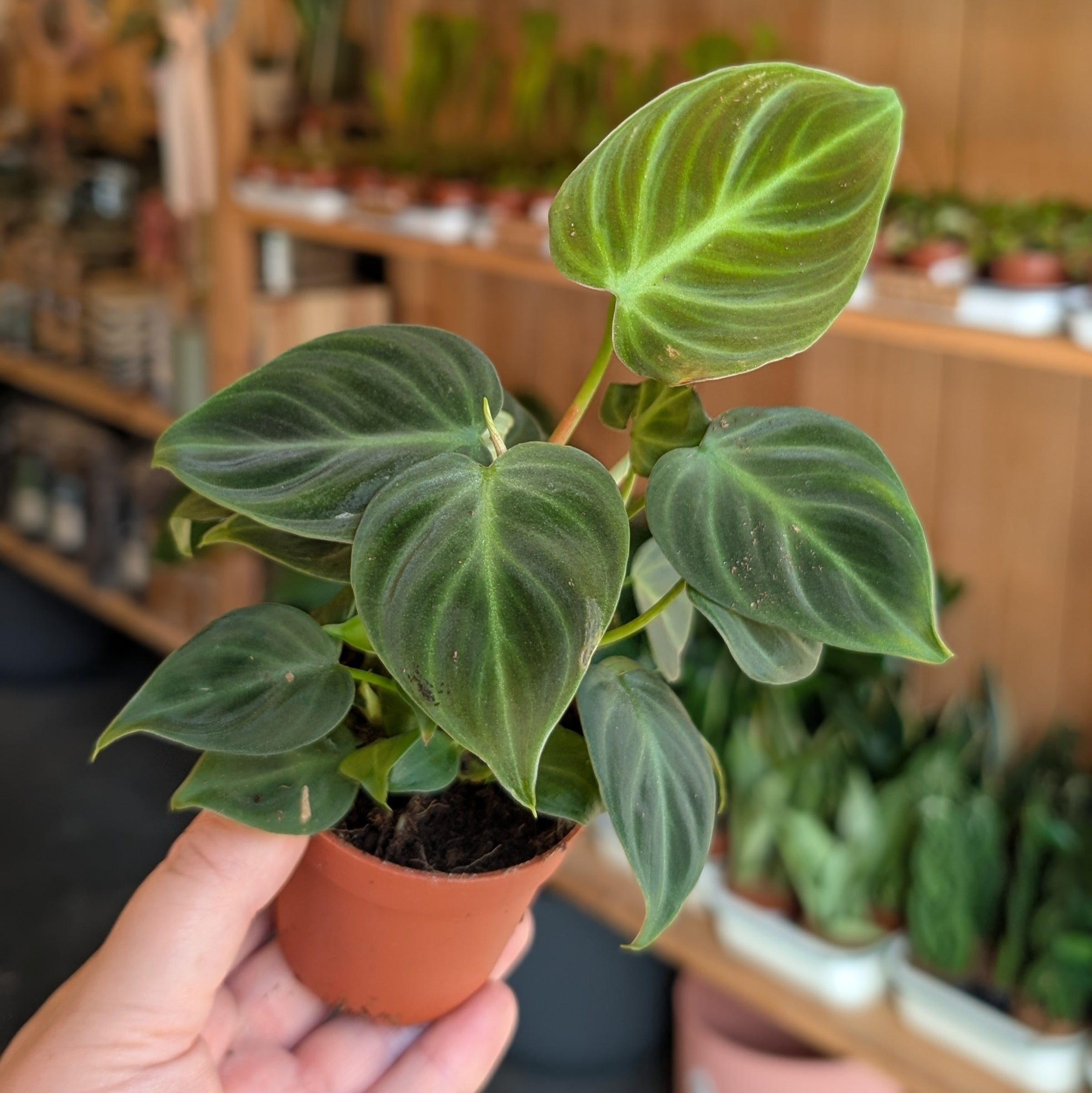 Philodendron Rubrijuvenile 'El Choco Red'