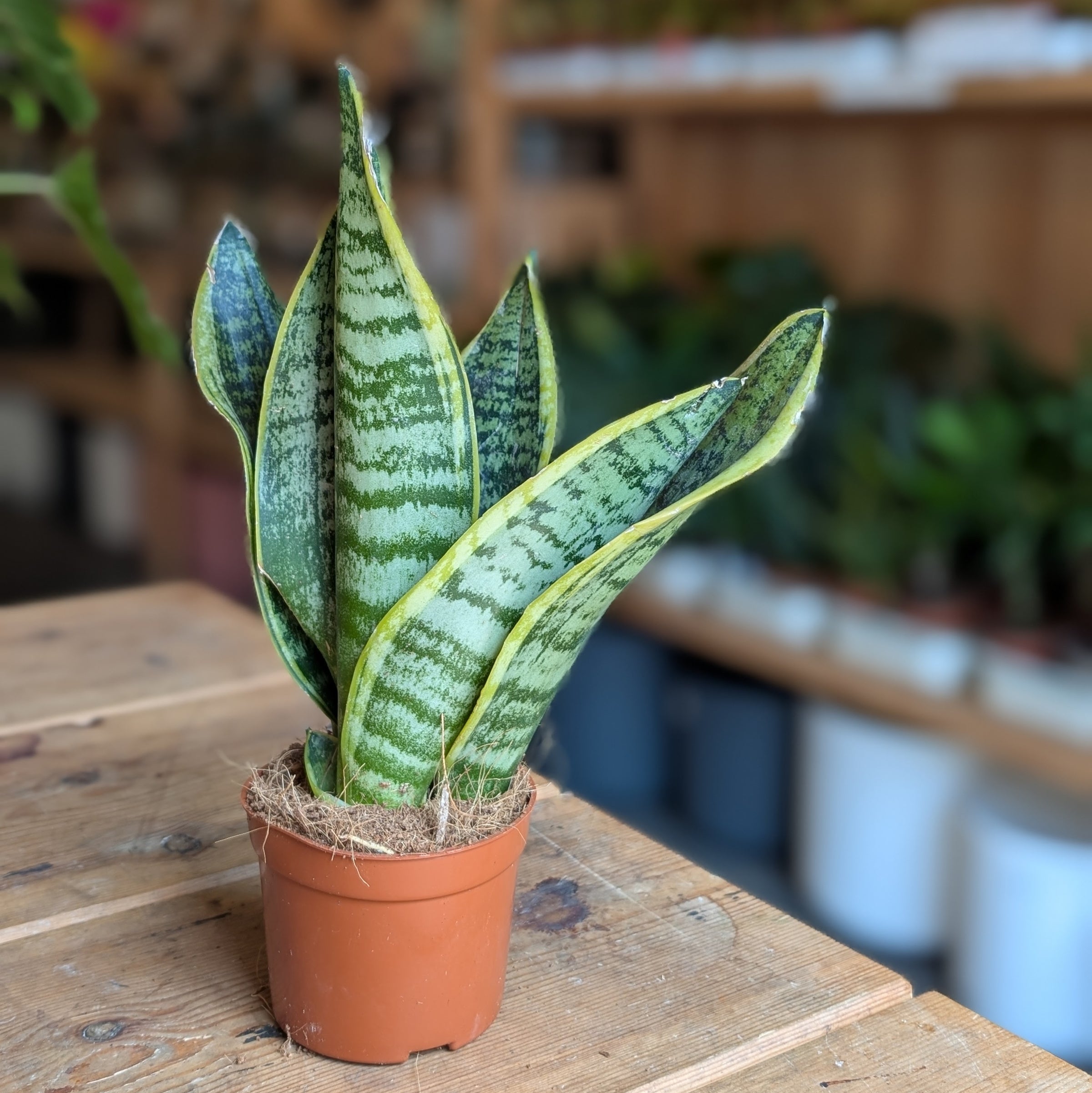 artificial snake plant in white pot Artificial Snake Plant | Plants