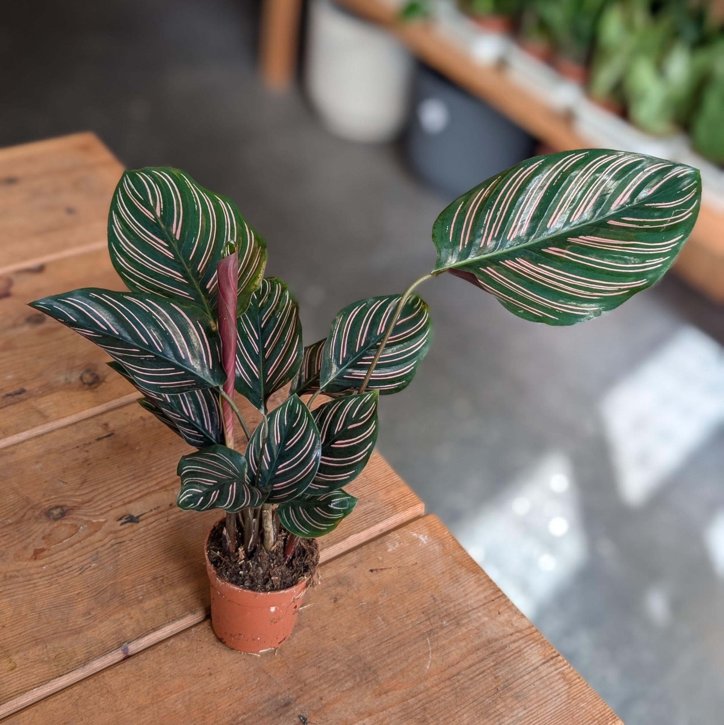 calathea sanderiana Calathea Sanderiana main image 0