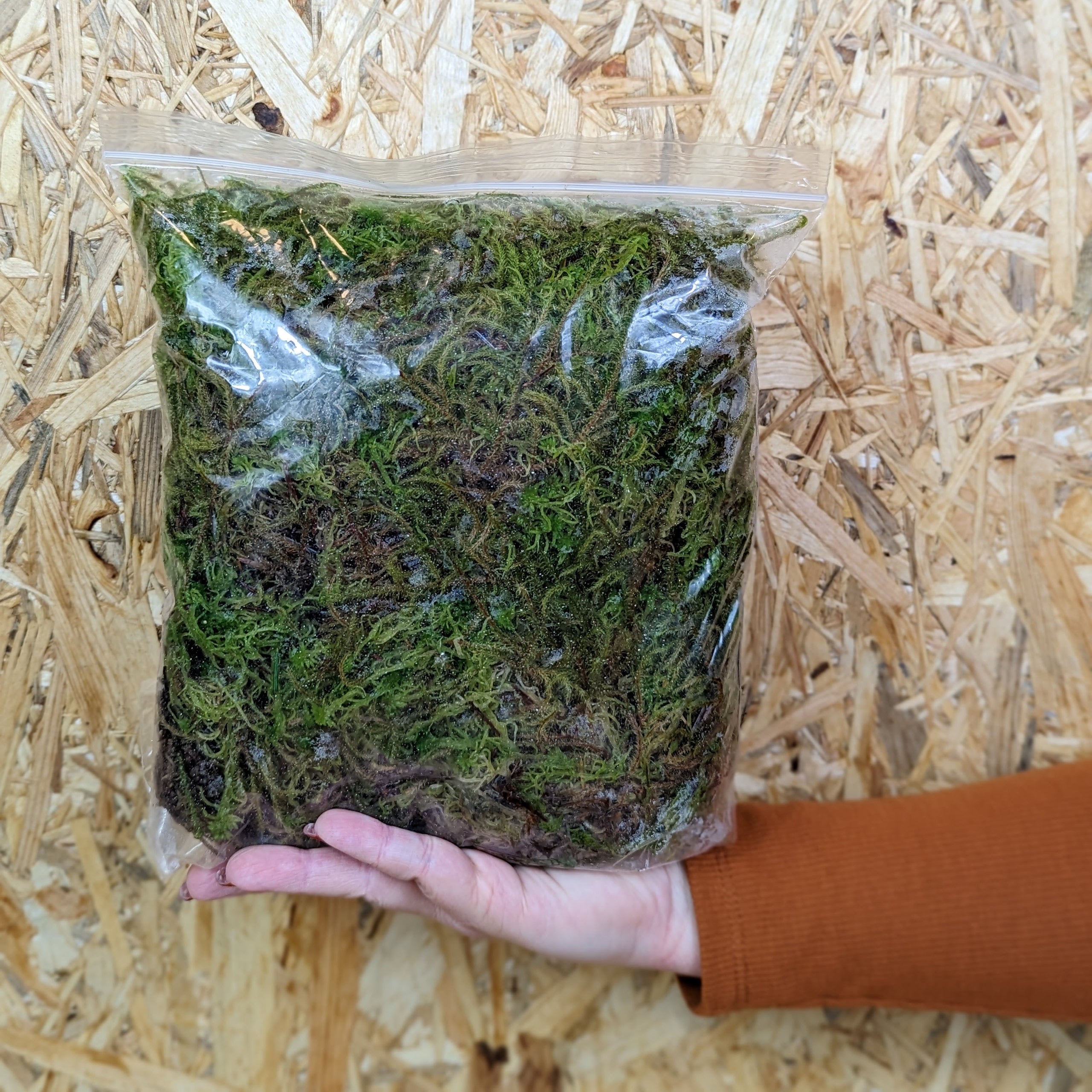 Sphagnum moss for sale discount