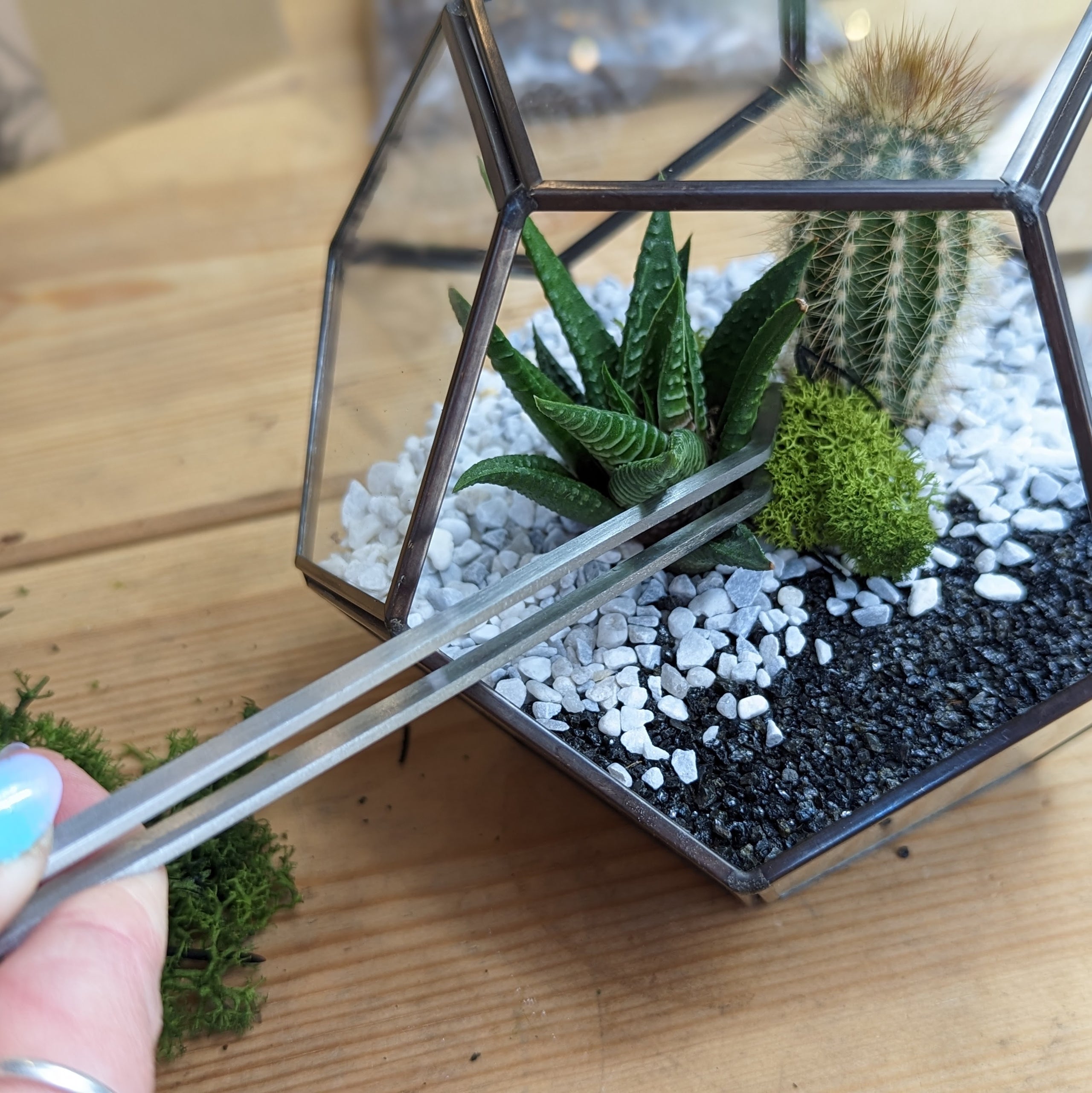 Desert terrarium kit clearance