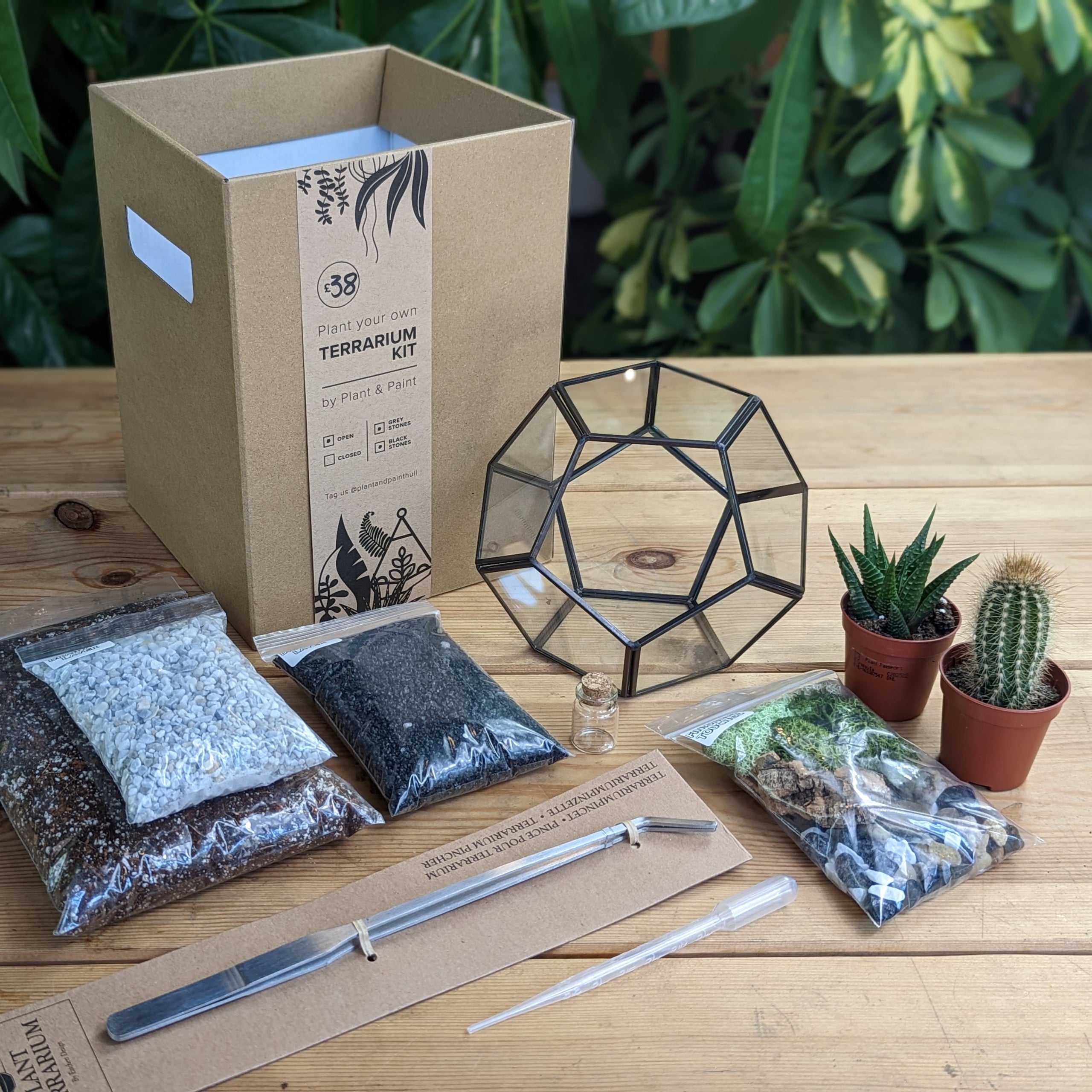 Desert Terrarium DIY Kit Plant Paint